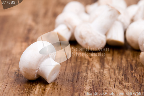 Image of fresh champignon