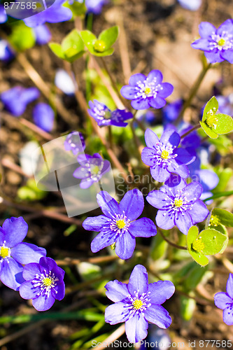 Image of blue flowers