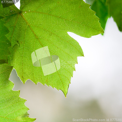 Image of green leaves