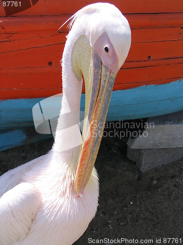 Image of Pelican of Mykonos
