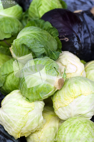 Image of Fresh Cabbage