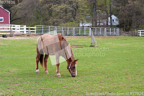 Image of Brown Horse Grazing