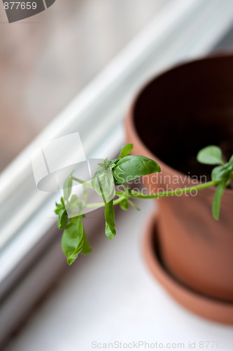 Image of Potted Basil Plant