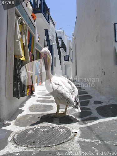 Image of Pelican stroll. Mykonos, Greece