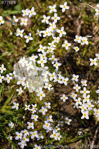Image of Pretty Wild Flowers