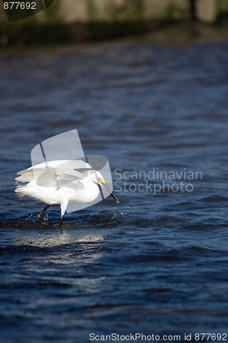 Image of Snowy Egret Eating Fish