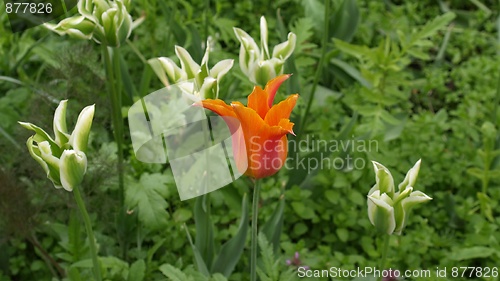 Image of Tulips