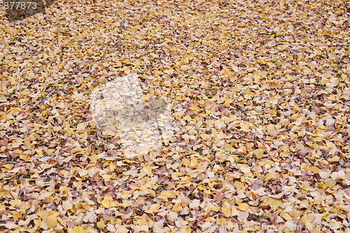 Image of autumn leaves background