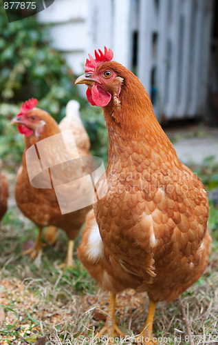 Image of isobrown chickens in yard