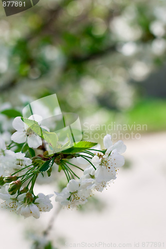 Image of flower tree