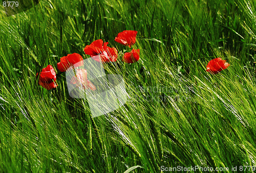 Image of Poppy field