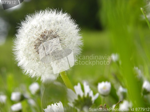 Image of Pusteblume (lat: Taraxacum)