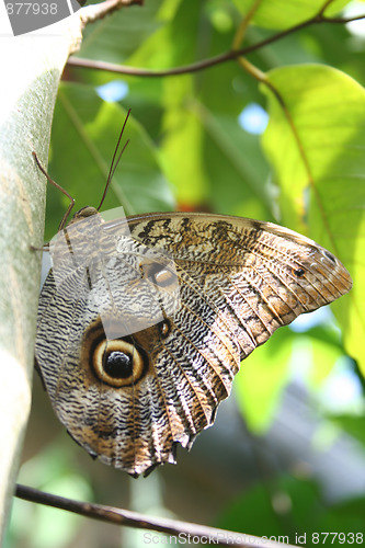 Image of Owl butterfly
