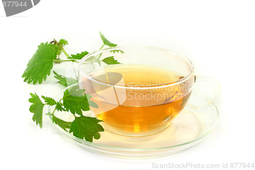 Image of Nettle tea