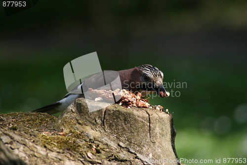 Image of Jay, Garrulus Glandarius