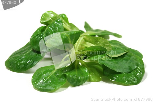 Image of field salad