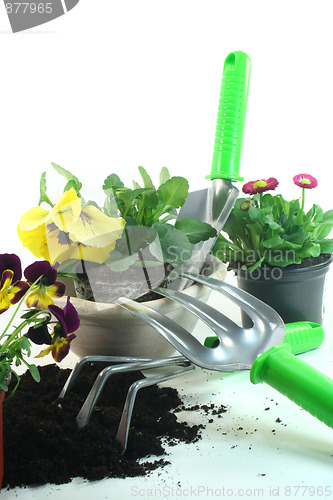 Image of Gardening with spring flowers