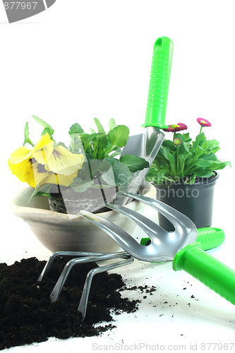 Image of Gardening with spring flowers