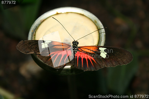 Image of Passion flower butterflies