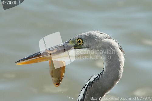 Image of Grey heron with a fish