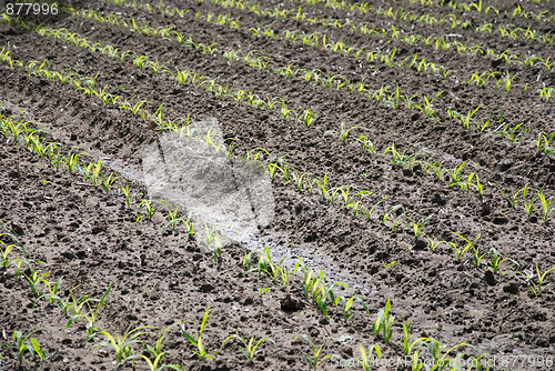 Image of corn field