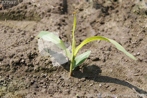 Image of corn plant