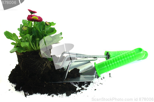 Image of Gardening with spring flowers