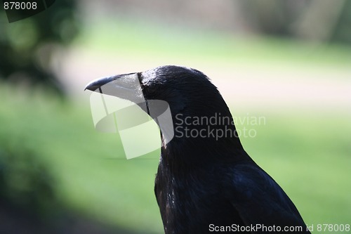 Image of Crow portrait, Corvus corone