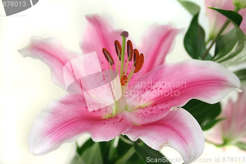 Image of Lily