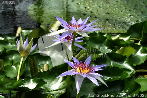 Image of Water Lily - Nymphaea caerulea