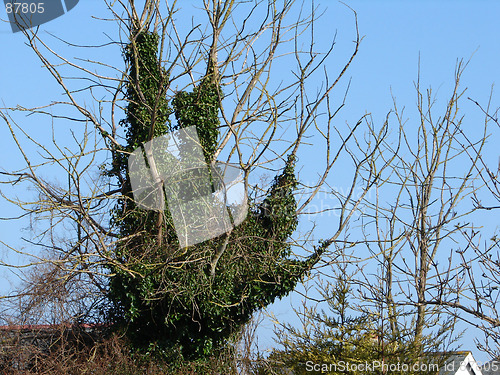 Image of handbush