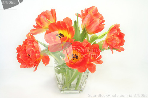 Image of Bunch of tulips