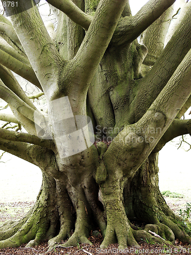 Image of Giant Beech Tree