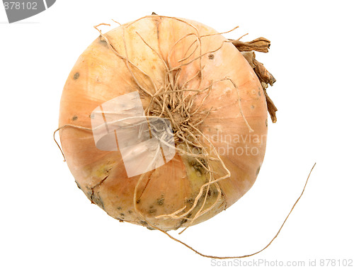 Image of Single full orange onion
