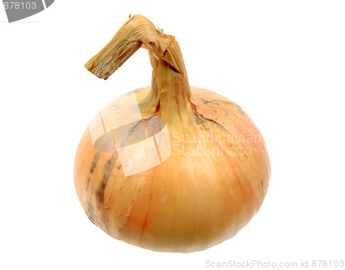 Image of Single full orange onion