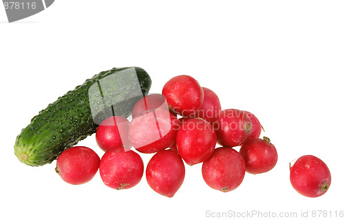 Image of One green cucumber and group of red garden radish.