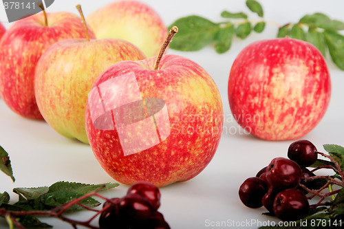 Image of Still-life with red-yellow apples and ashberry on white backgrou