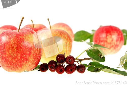 Image of Still-life with red-yellow apples and ashberry on white backgrou