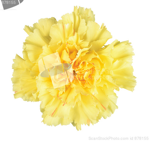 Image of Single yellow flower