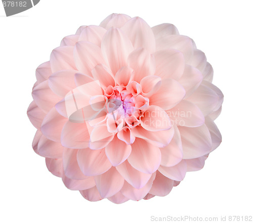 Image of Single pink flower