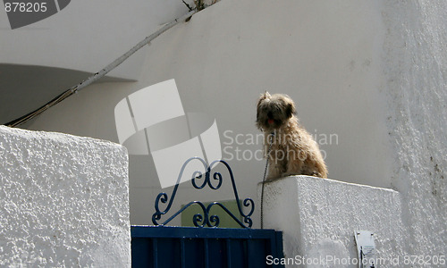 Image of Watchdog in Oia Square