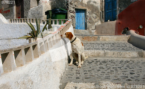 Image of Curious dog in Oia