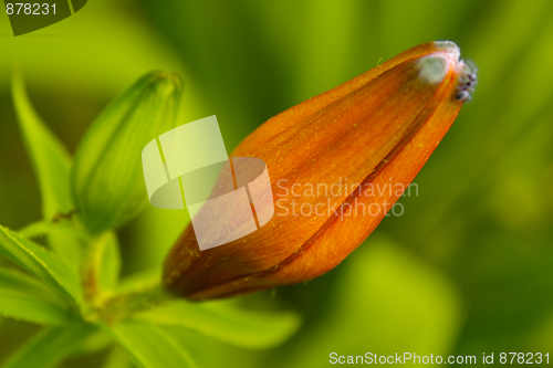 Image of Orange lily bud