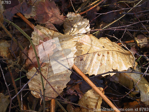 Image of Autum Leaves