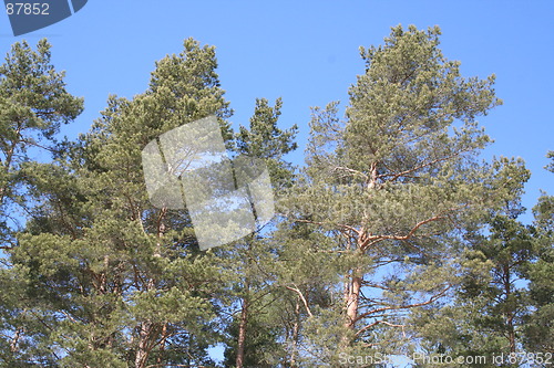 Image of Pine