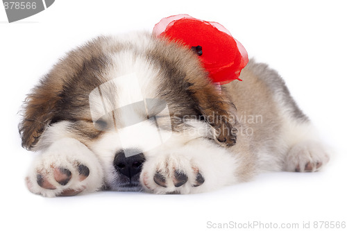 Image of sleepy puppy
