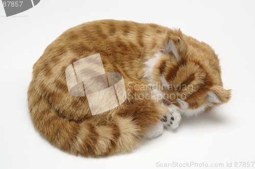 Image of Kitten