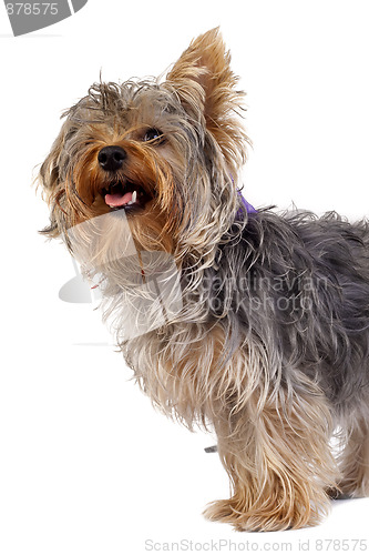 Image of curious yorkshire terrier