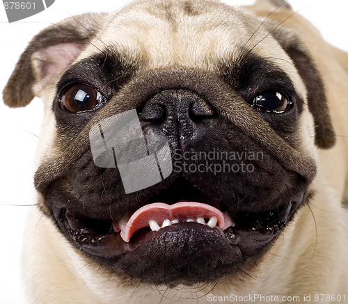 Image of pug's face 