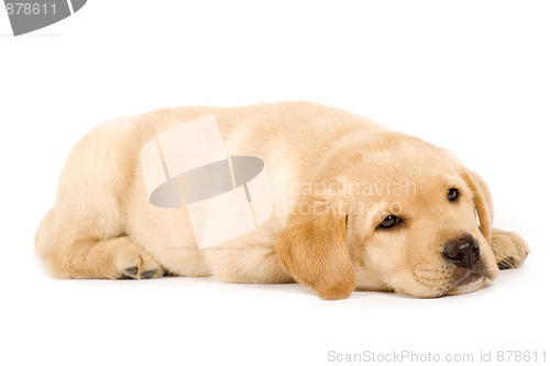 Image of cute labrador dog sleeping